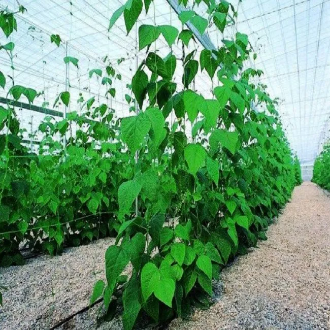 Мрежа за краставици 500м / 1,70м на ролка, UV защита, Зелена 13