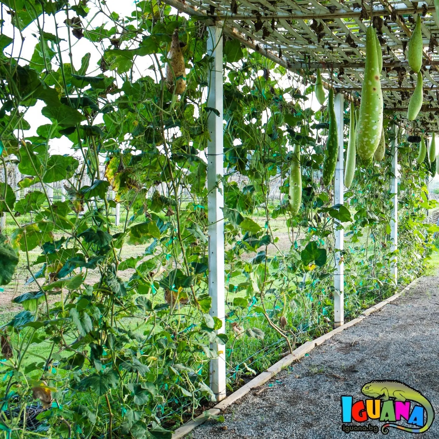 Мрежа за краставици по размер, височина 1,70м с UV защита  13