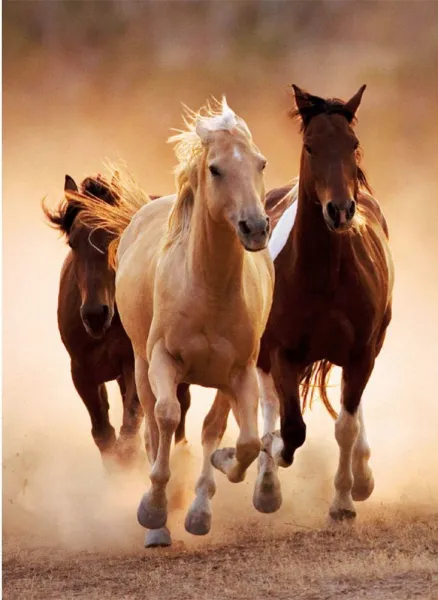 CLEMENTONI Пъзел HQ COLLECTION RUNNING HORSES/Бягащи Коне, 1000 части  1