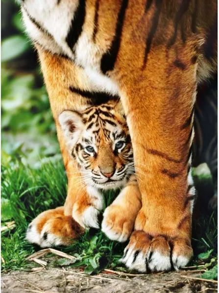 CLEMENTONI 500 части Пъзел High Quality Collection Bengal tiger cub/Бенгалски тигър  1
