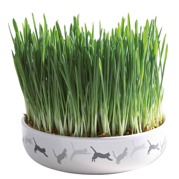 Керамична купа с котешка трева 