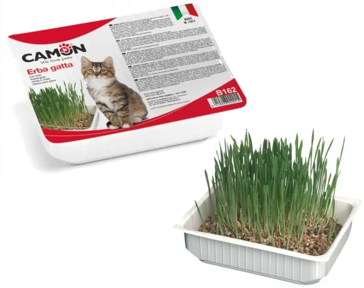 Трева за котки 