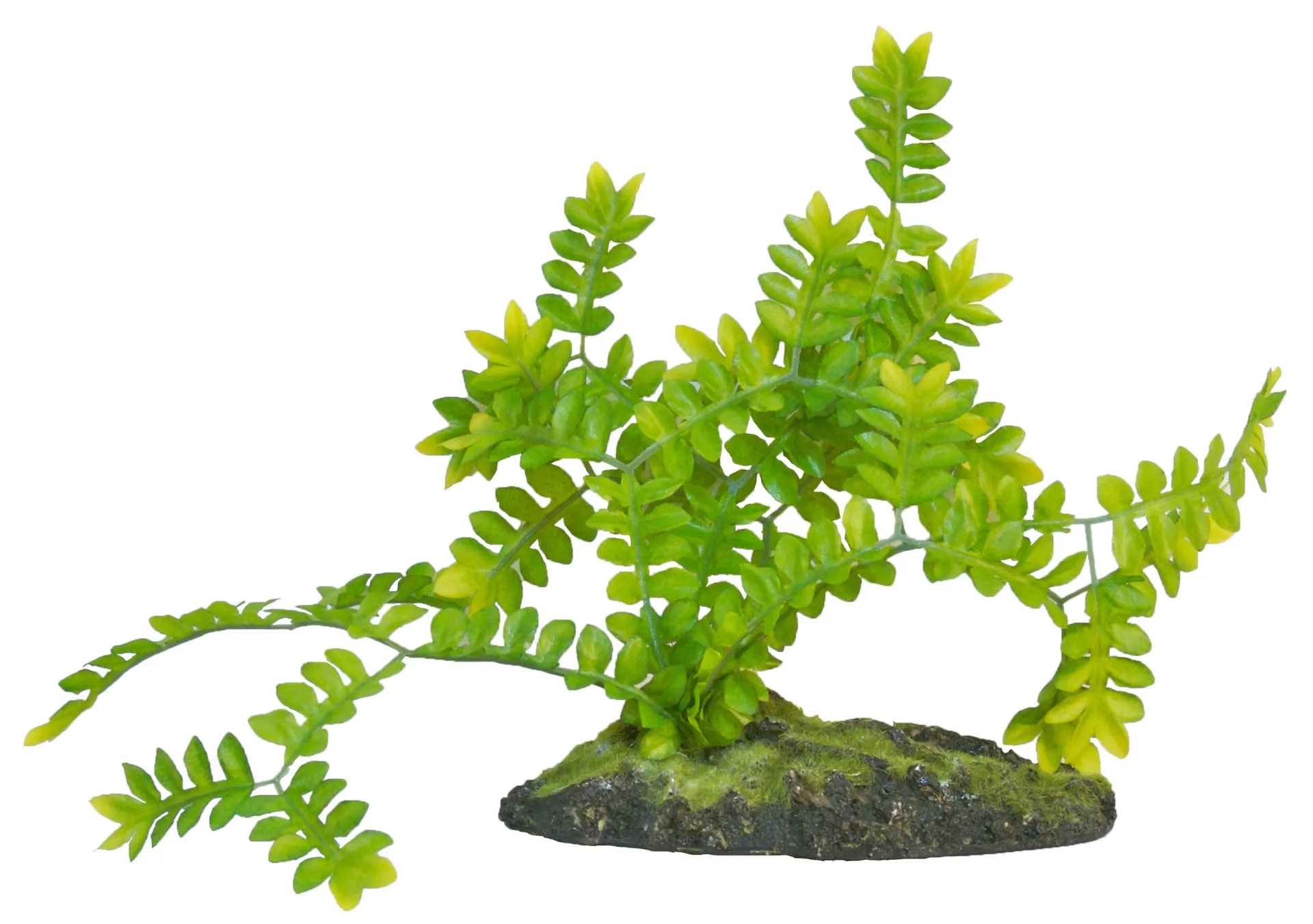 Терариумно растение Zoo-Med - Naturalistic Flora™- Sеlaginella Graund Cover с тежка основа от Zoo Med, САЩ 2