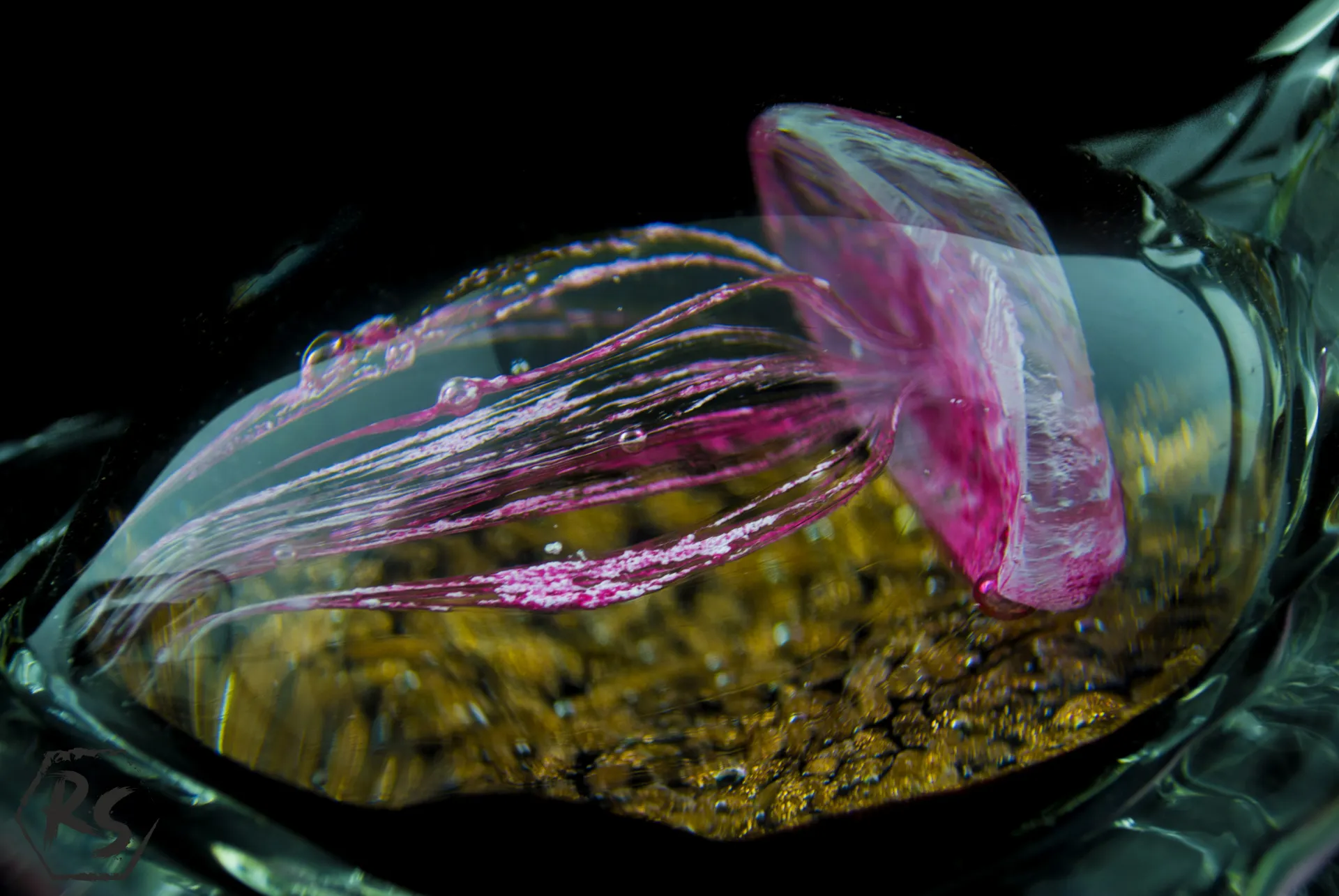 Стъклена костенурка с медуза в стил Мурано 5
