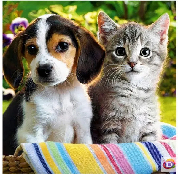 Диамантен гоблен Куче и коте - Код D1486 1