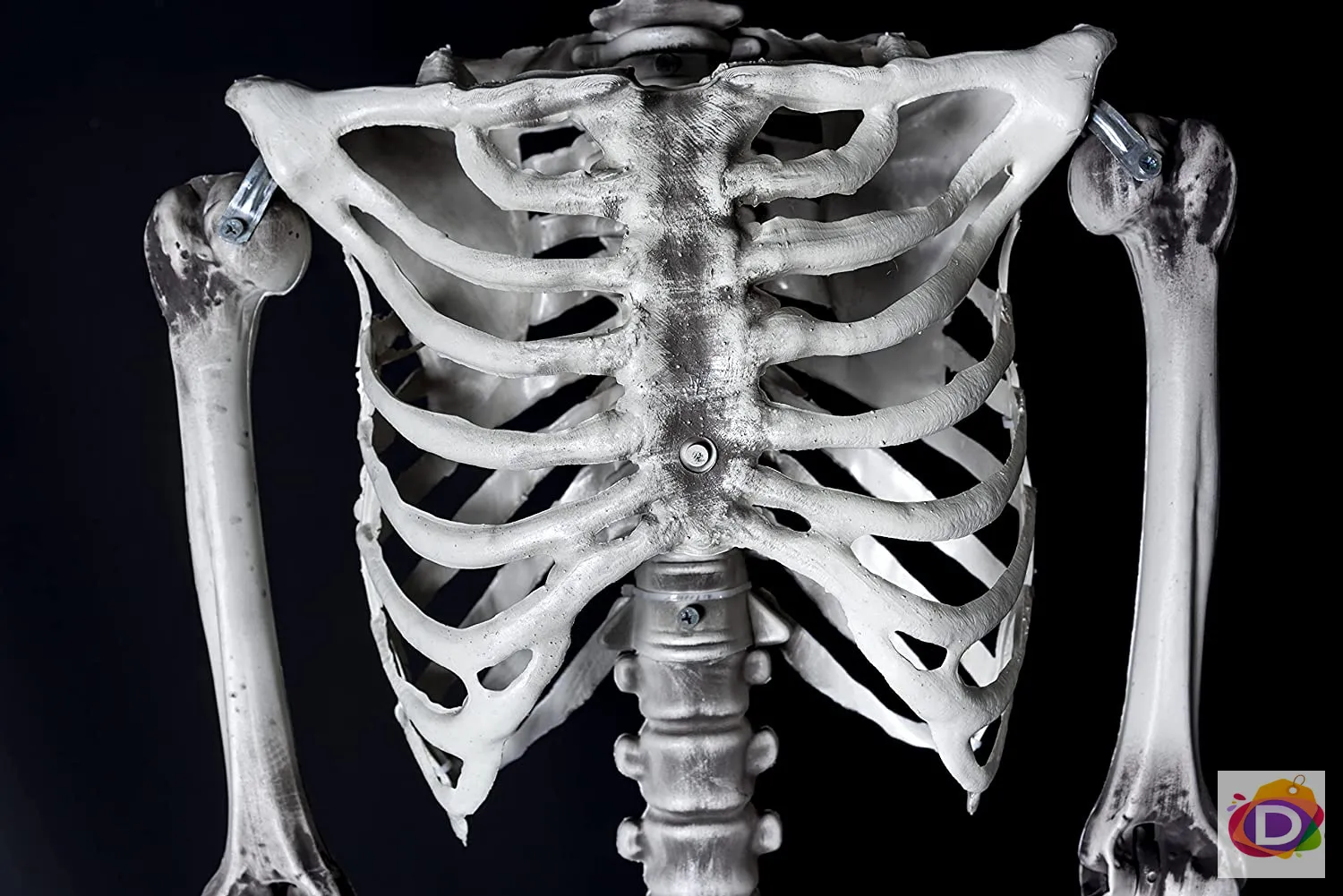 Скелет 165 см подвижен SHATCHI  - Danysgame.com 4