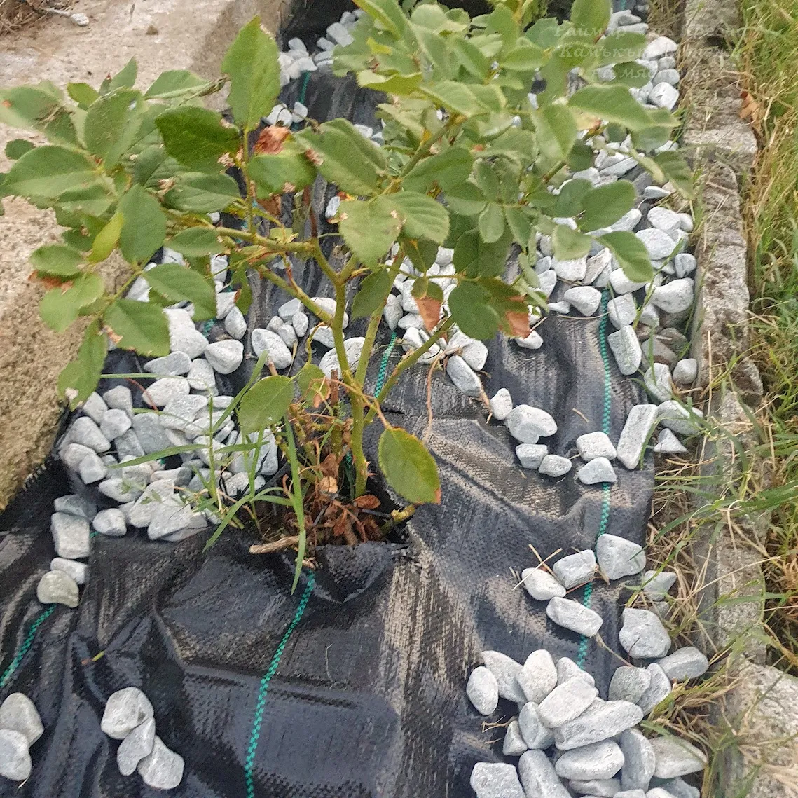 Blue-gray tumbled stones from gneiss per tonne in a big bag  16