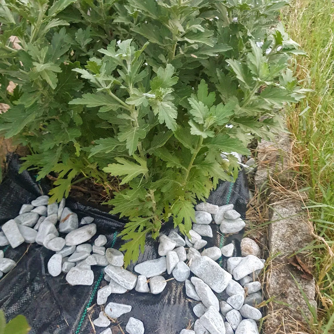 Blue-gray tumbled stones from gneiss per tonne in a big bag  17